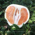 2021 New Crop Sweet Grapefruit Shaddock Honey Golden Pomelo